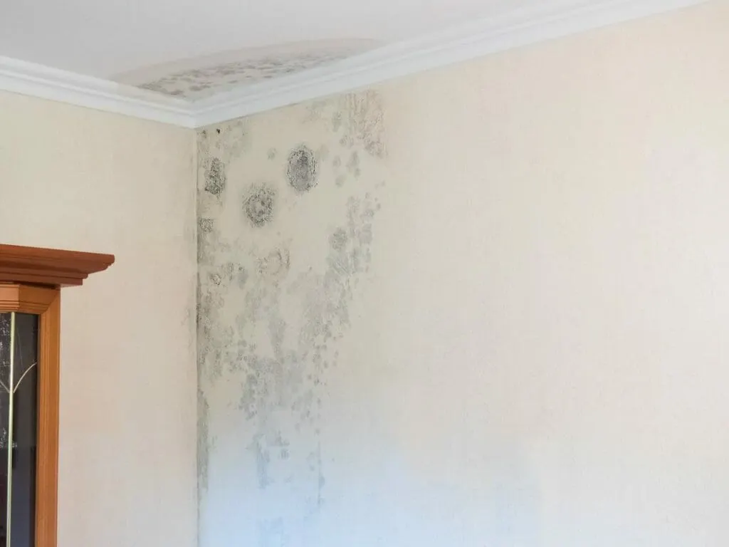 Schimmel an einer Wohnungswand nach einem Wasserschaden – ein Fall für den Gutachter für Feuchtigkeit und Schimmel